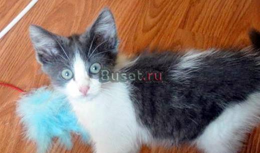 Отдам котенка в хорошие руки Санкт-Петербург