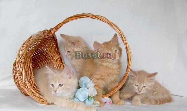 Сибирские рыжики - котят полное лукошко Москва