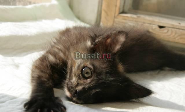 Котенок в дар Москва