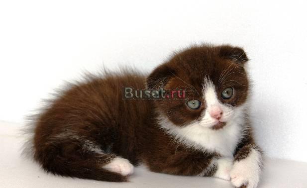 Шоколадная вислоухая кошечка редкого окраса Москва