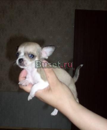 Продаются щенки чихуахуа Москва