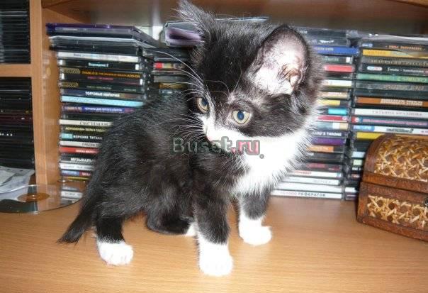 Котята в добрые руки Нижний Новгород