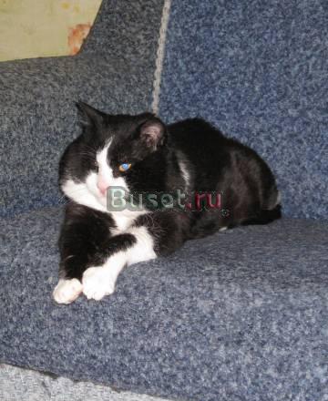 Кот ищет хозяев Нижний Новгород