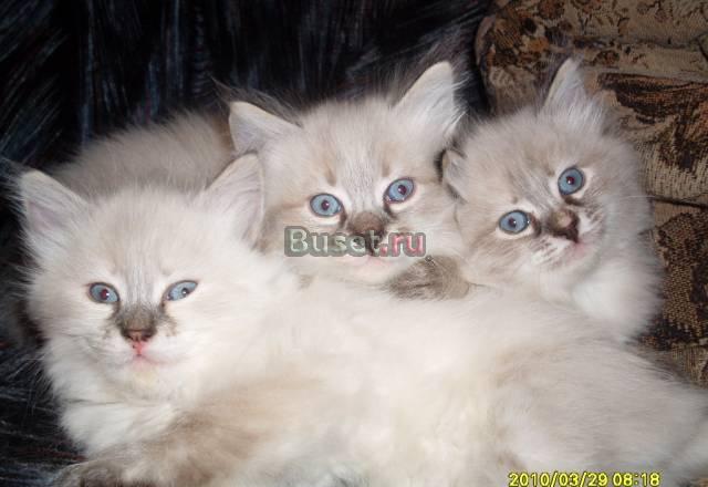 Невский Маскарадный котик Ростов-на-Дону
