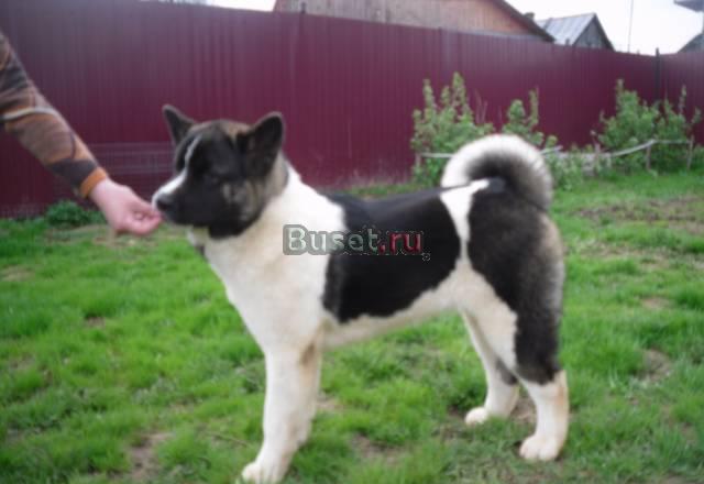 Щенки американской акиты Тверь