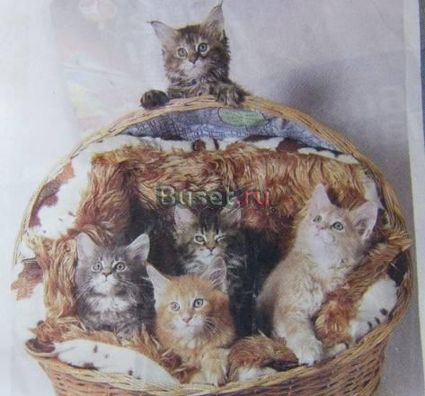 Отдам  котят в хорошие руки Санкт-Петербург