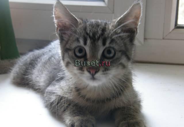 Котенок 3 месяца, девочка. Игривая серая пеструшка Санкт-Петербург