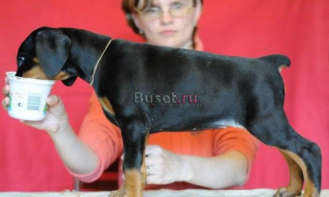 Клубные элитные щенки добермана 2 месяца Москва