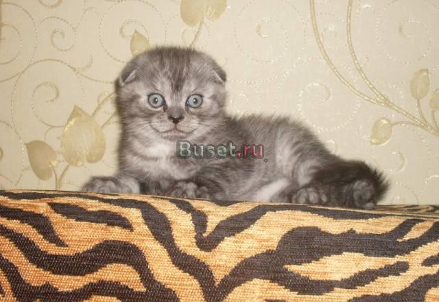 Британский вислоухий котенок Москва
