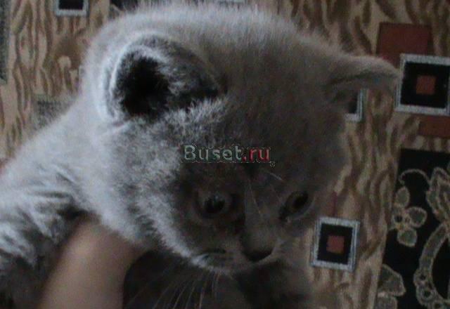 Продаются британские плюшевые котята Москва