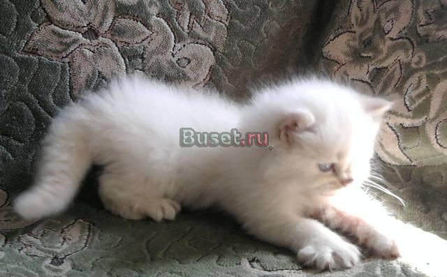 Персидский котенок Боровичи