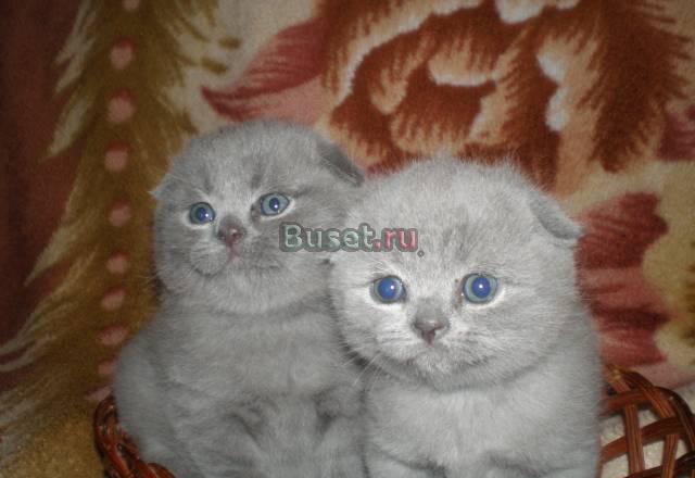 Шотландские вислоухие котята Москва