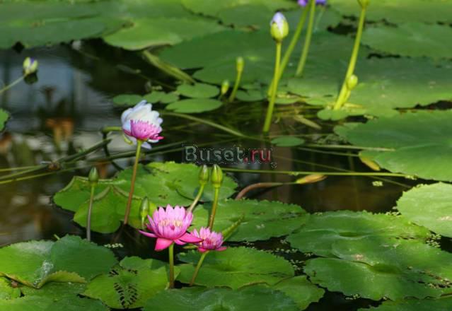 Целительство. Ясновидение. Любовная магия. Парапси Москва