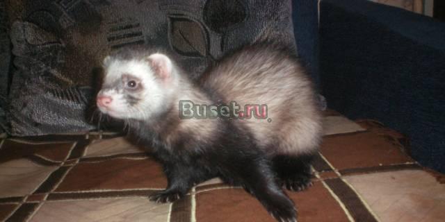 Хорек Павловский Посад