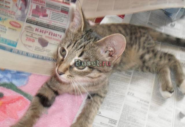Котёнок в добрые руки Казань