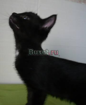Котята-мальчики в дар.1,5 месяца Москва