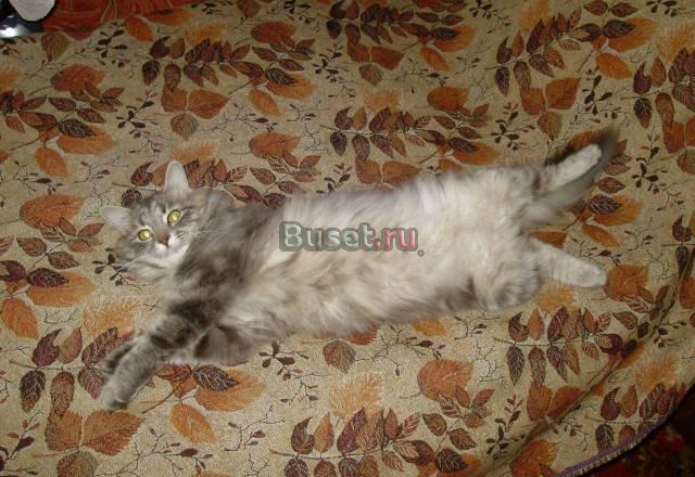 Отдам в хорошие руки Балашиха
