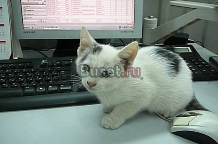 Котята ищут дом Москва