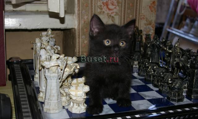 Черный британский котёнок Санкт-Петербург