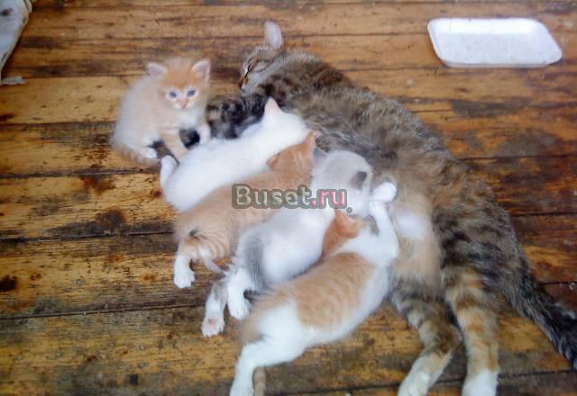 Отдам котят Королев