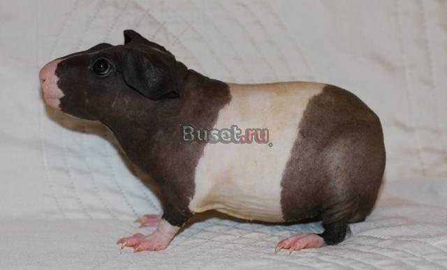 Болдуин Москва