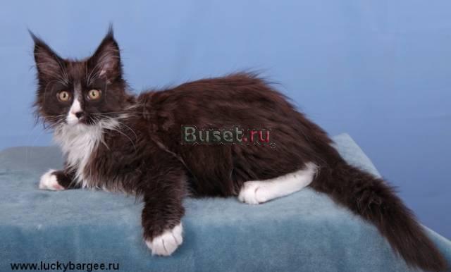 Мальчик Эминем. питомник Lucky Bargee Москва