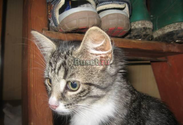 Три очаровательных котёнка от домашней кошки Санкт-Петербург