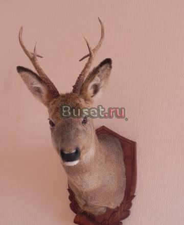 Продам чучела Новосибирск