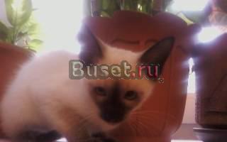 Сиамские котята Санкт-Петербург