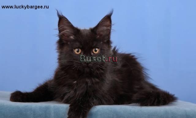 Девочка Ева. питомник Lucky Bargee Москва