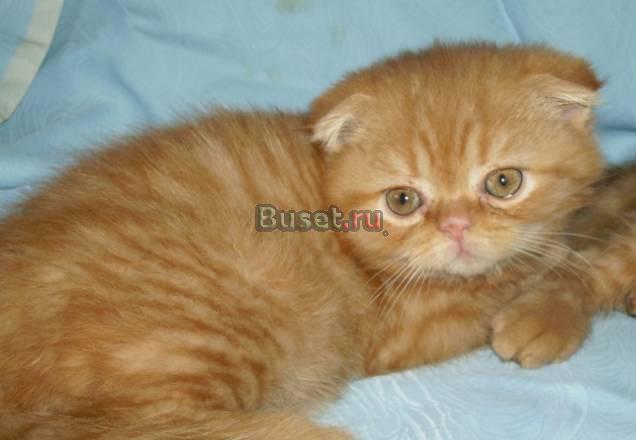 Шотландский вислоухий котик 2.5 мес Москва