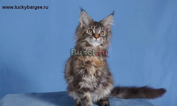 Кошечка Фиона. питомник Lucky Bargee Москва