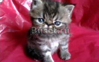 Экзотический экстремальный котик Кемерово
