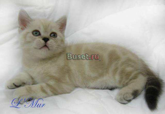 Кот голубоглазый шотландский мраморный колор-пойнт Москва