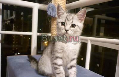Шотландский короткошерстный котенок Красноярск