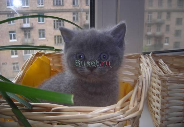 Британские Голубые котята Санкт-Петербург