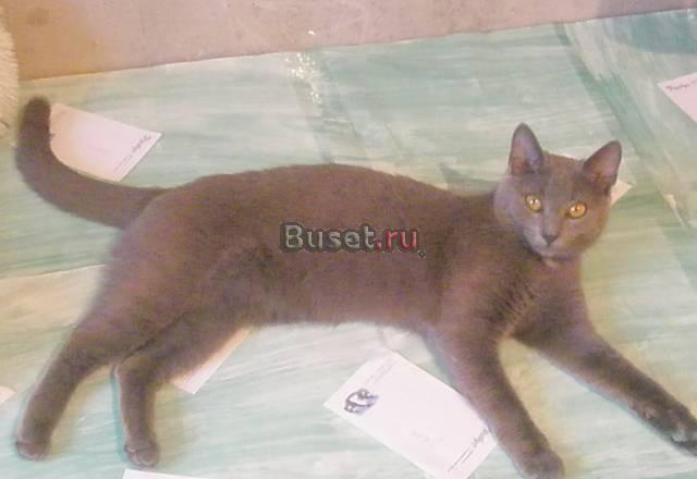Ищем котика для вязки Пушкино
