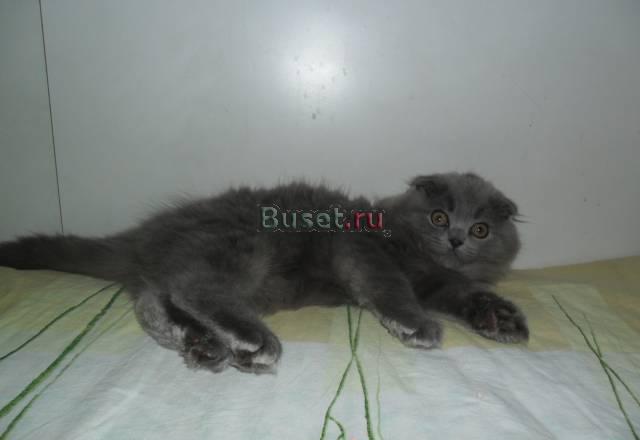 Шотландский вислоухий мальчик Москва