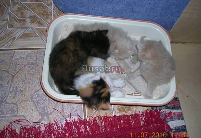 Отдам домашних котят бесплатно Тольятти