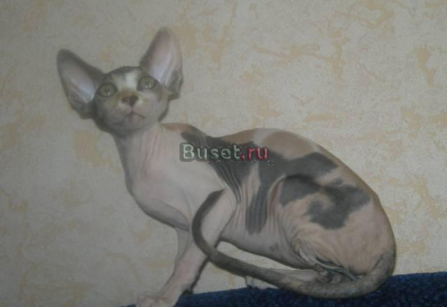 Котята породы Канадский сфинкс две девочки Тверь