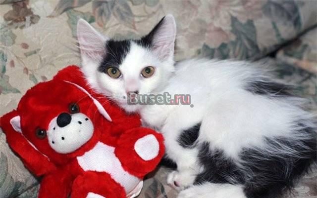 Ласковые нежные  котятки,3 мес, в дар Москва