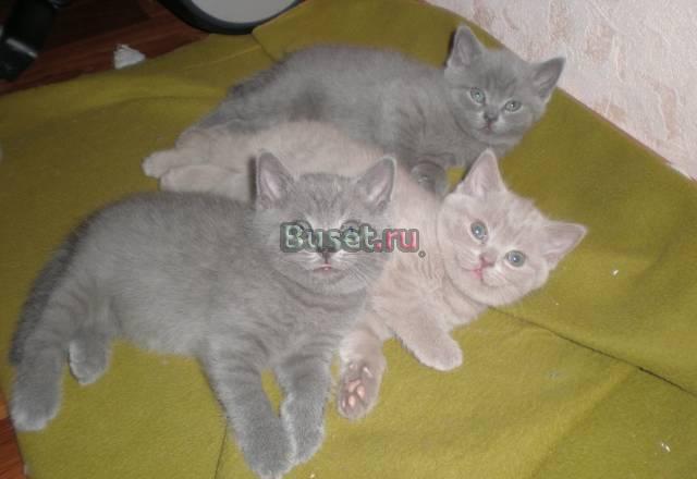 Клубные британские котята Москва