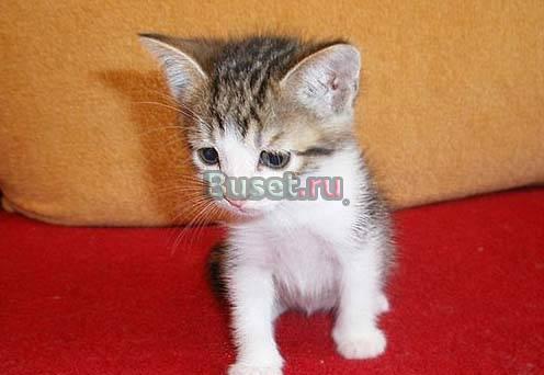 В дар -маленькие котята Москва