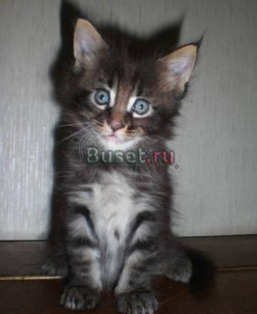 Котята мейн кун Москва