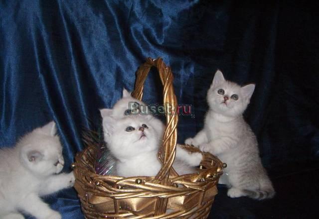Британские клубные котята Москва