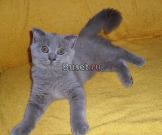 "плюшевые медвежата"- шотландские котята Москва