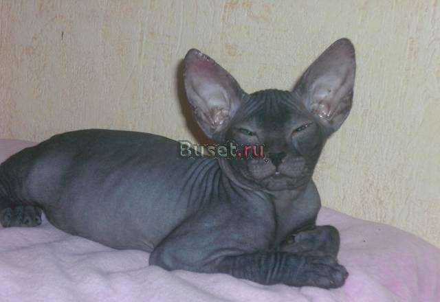 Кошечка донского сфинкса Санкт-Петербург