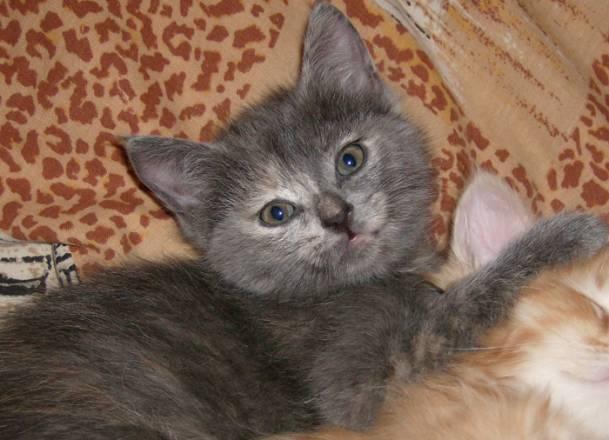Котенок в добрые руки Нижний Новгород