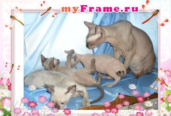 Котята донского сфинкса Армавир