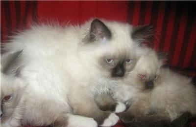 Котята  породы РЭГДОЛЛ (Кошка Кукла) Москва